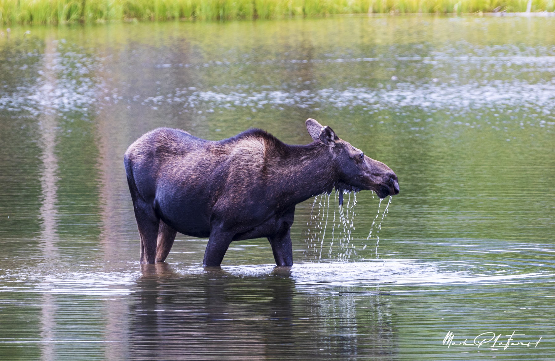 /gallery/north_america/USA/Colorado/rocky mountain np/Mama Moose Aug 2022-025_med.jpg